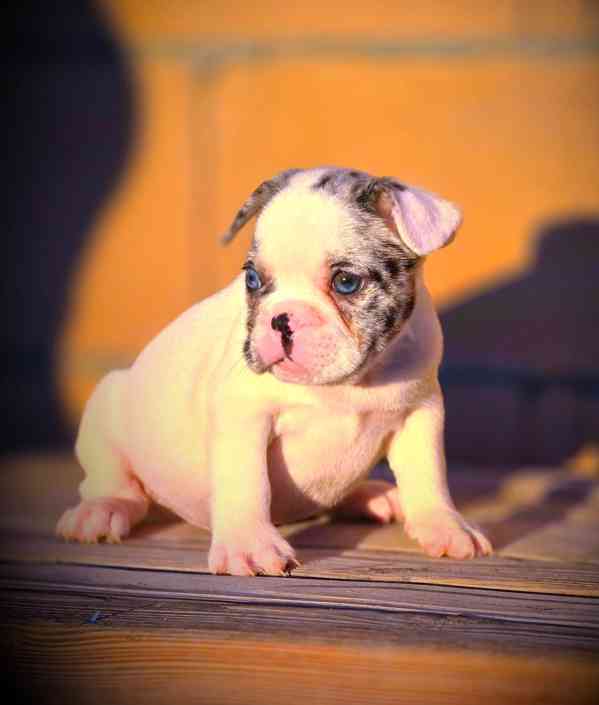 Štěňata francouzského buldočka - foto 1