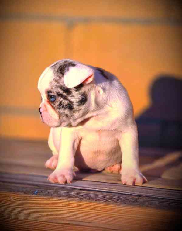 Štěňata francouzského buldočka - foto 2