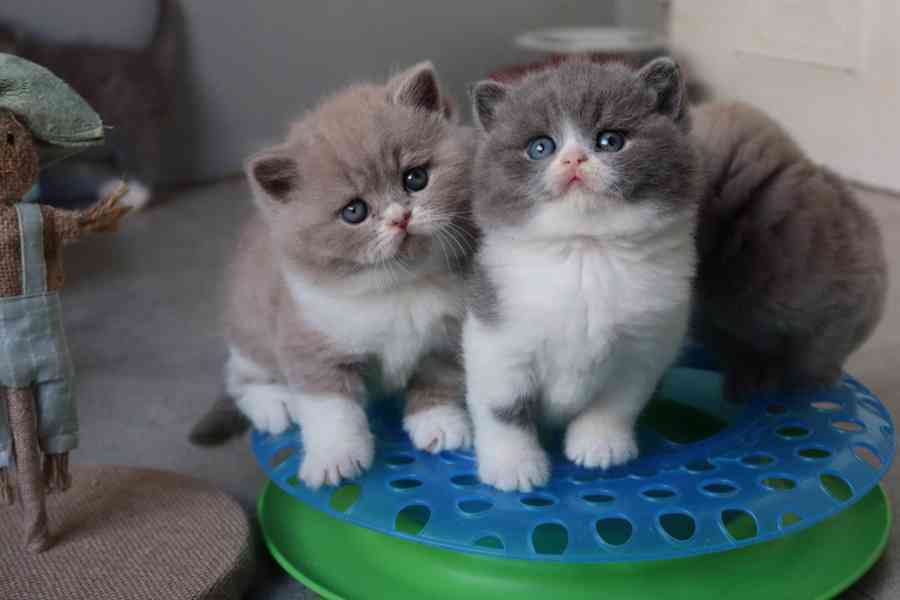 Úžasná britská krátkosrstá koťátka k adopci zdarma  - foto 2