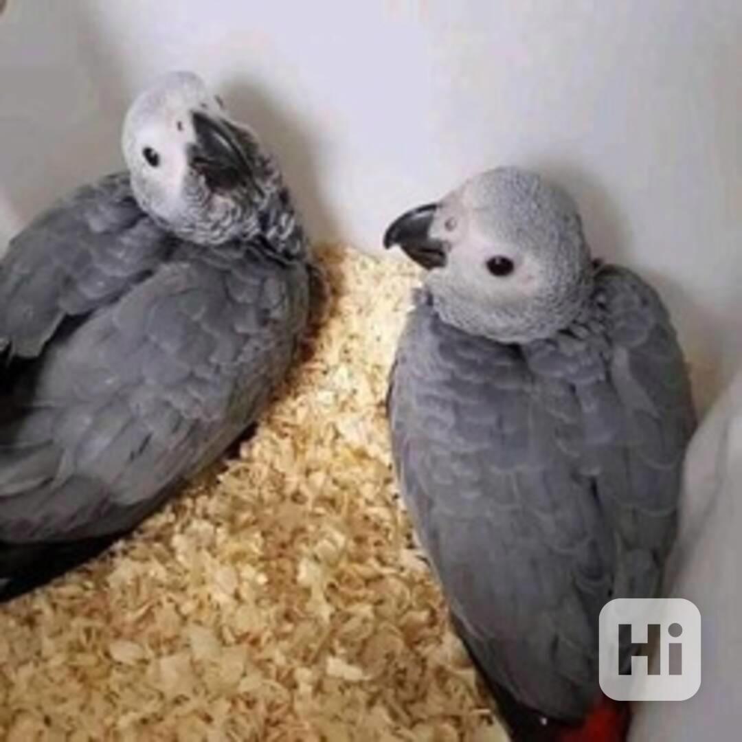 Chytrí afrošedí papoušci k dispozici - foto 1