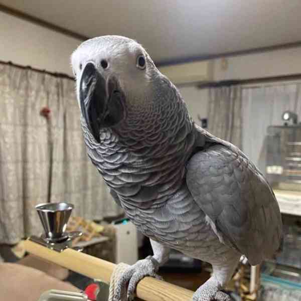 Snění malí šedí papoušci k dispozici s doklady - foto 1