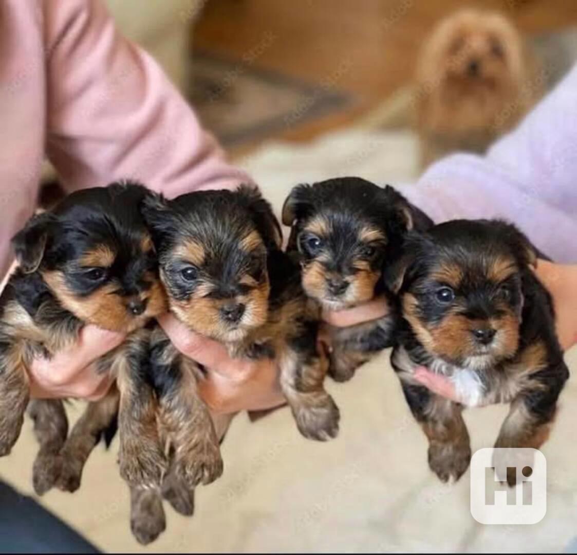 Štěňata jorkšírského teriéra k adopci zdarma - foto 1