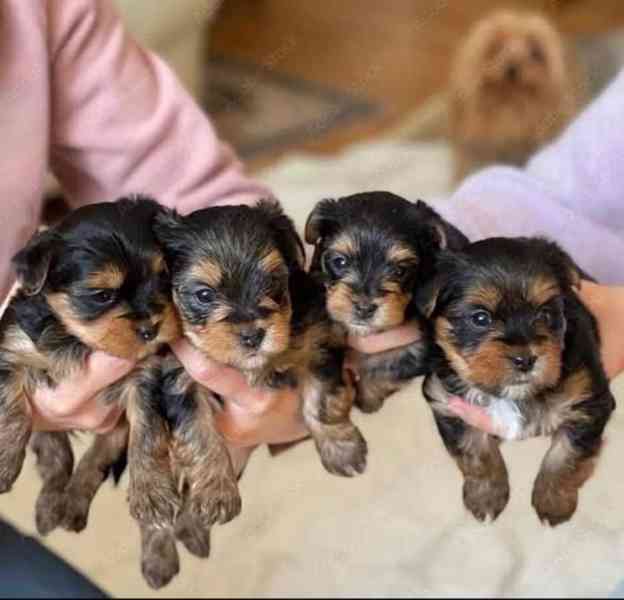 Štěňata jorkšírského teriéra k adopci zdarma - foto 1