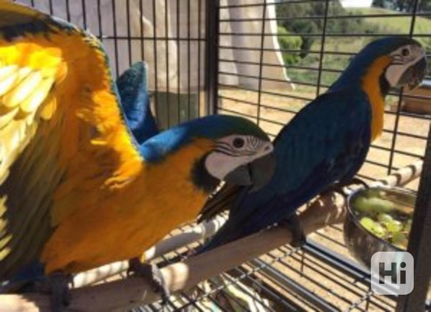 Roztomilý krásný modrozlatý ara - foto 1