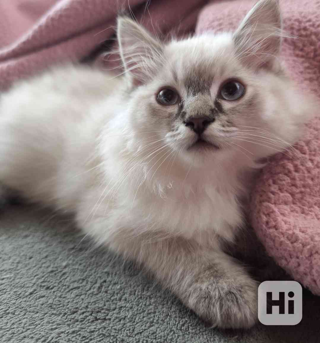 Ragdoll bez PP  - foto 1