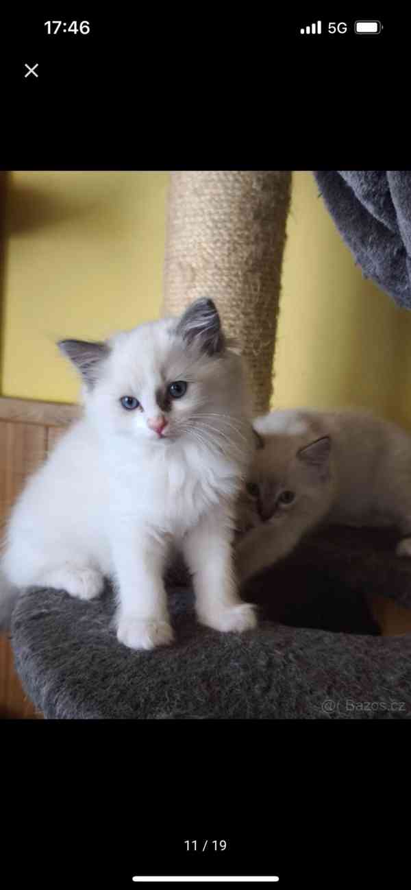 Ragdoll bez PP  - foto 12