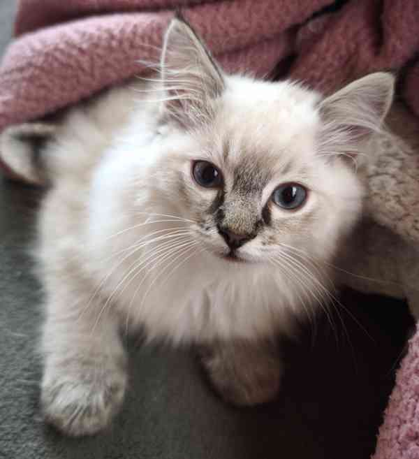 Ragdoll bez PP  - foto 3