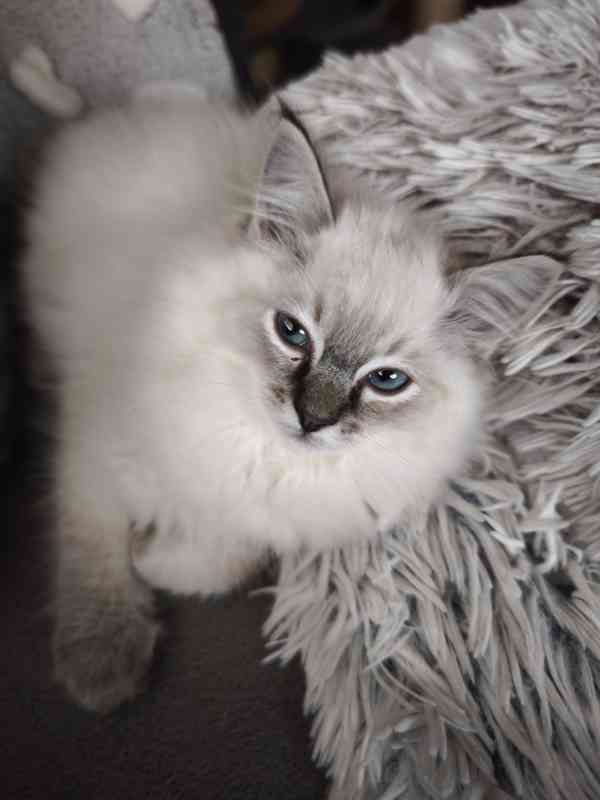 Ragdoll bez PP  - foto 9