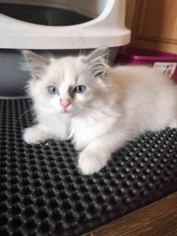 Ragdoll bez PP  - foto 5