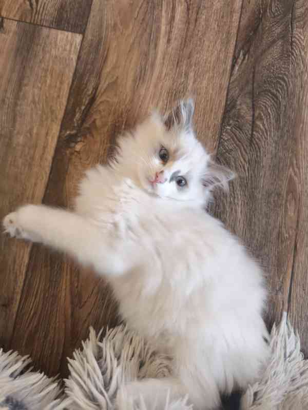 Ragdoll bez PP  - foto 6