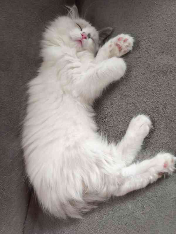 Ragdoll bez PP  - foto 15