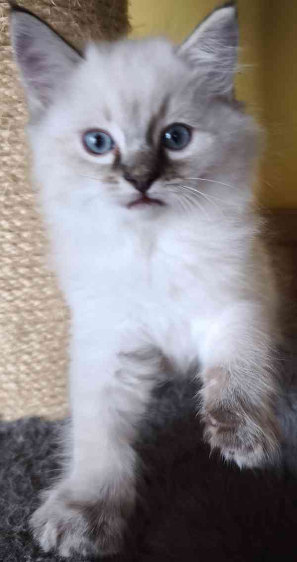 Ragdoll bez PP  - foto 13