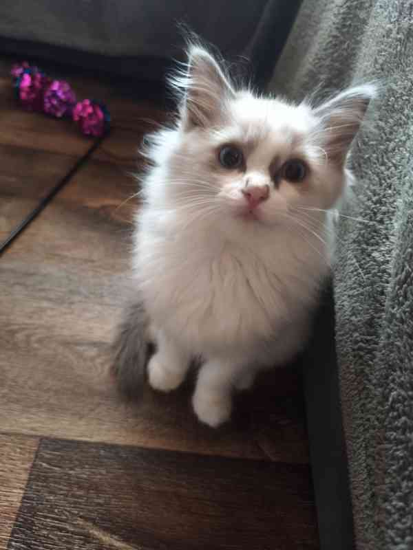Ragdoll bez PP  - foto 10