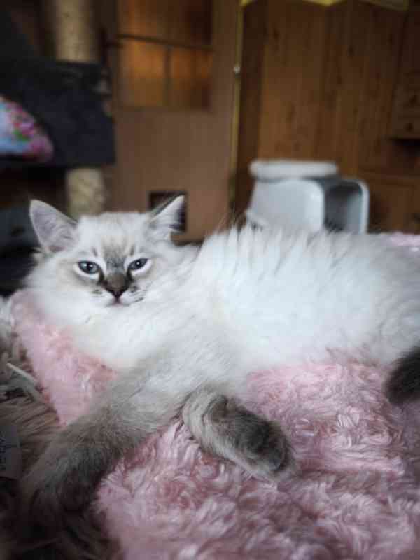 Ragdoll bez PP  - foto 8