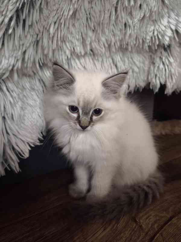 Ragdoll bez PP  - foto 11