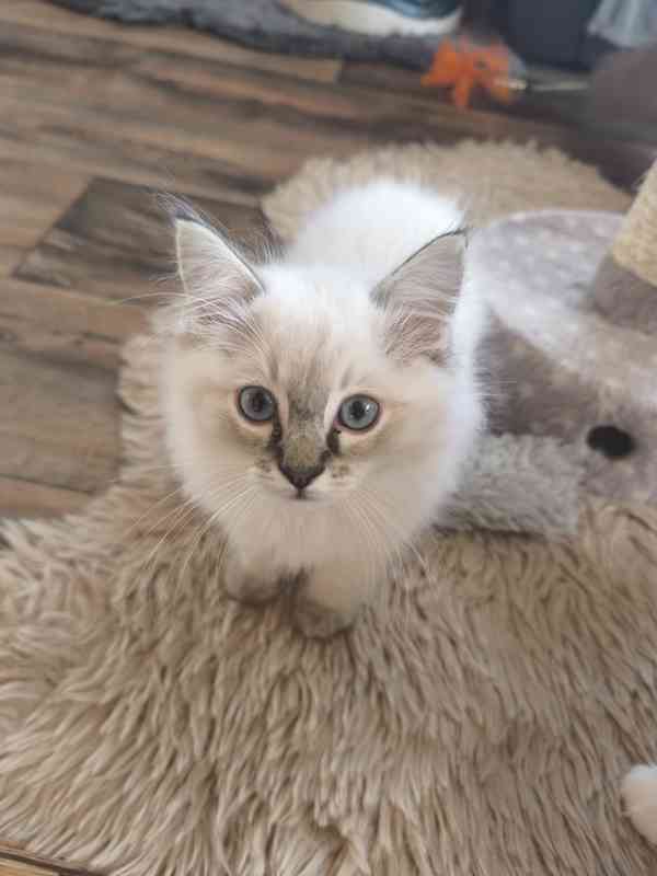 Ragdoll bez PP  - foto 7