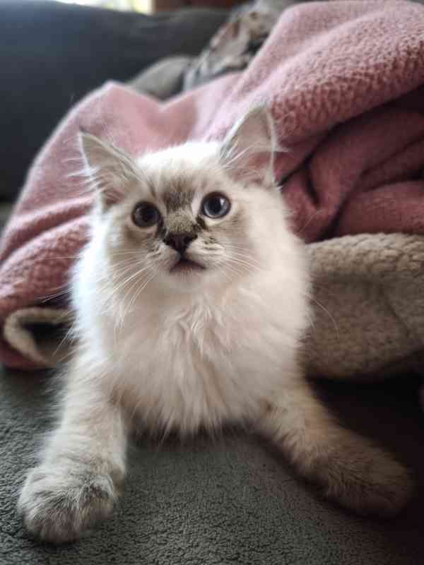 Ragdoll bez PP  - foto 4