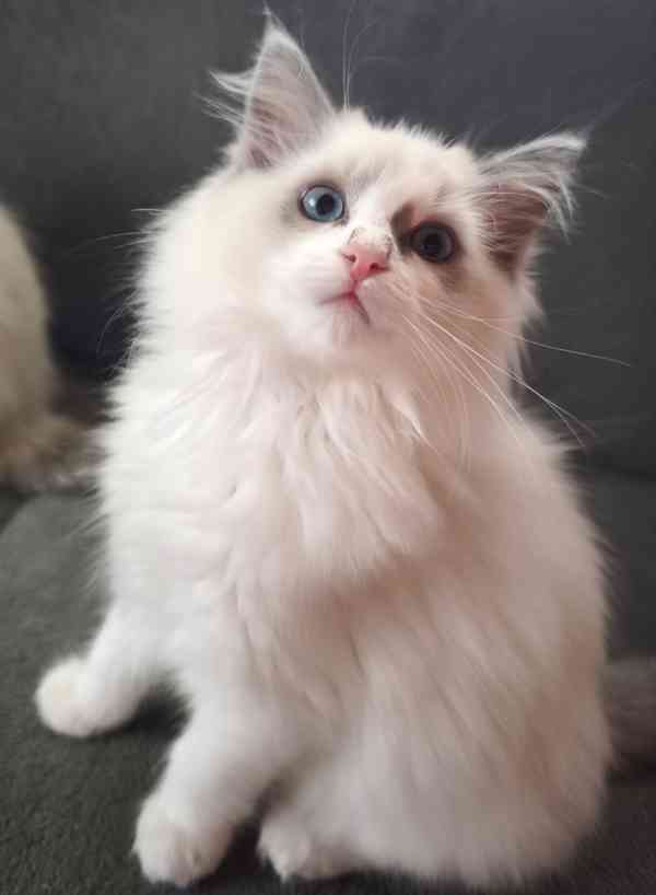 Ragdoll bez PP  - foto 2