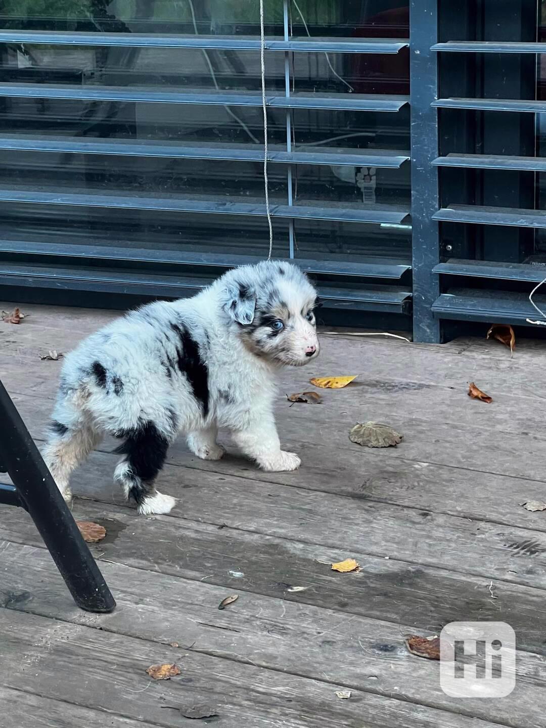 Australsky ovcak - foto 1