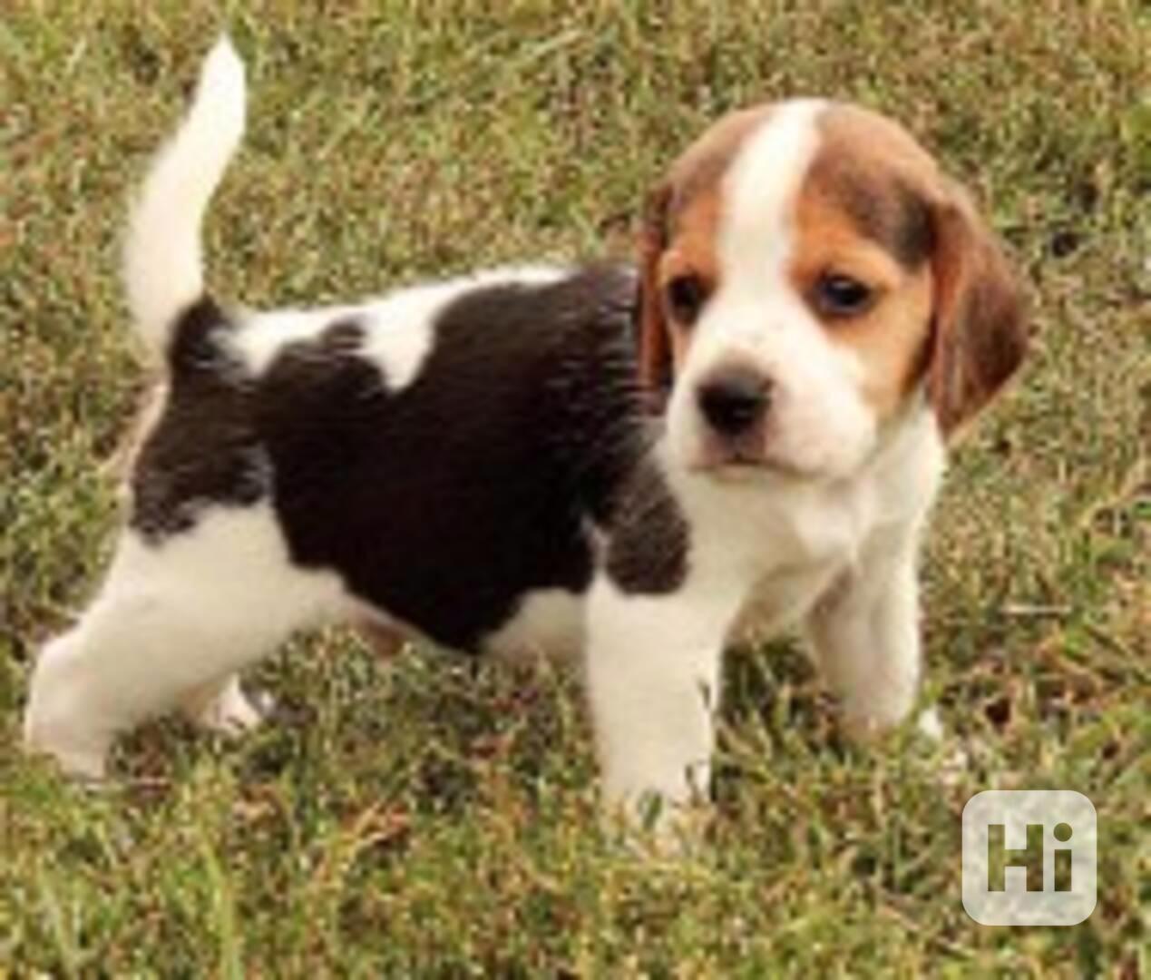 Štěňata čistokrevného bígla k dispozici - foto 1