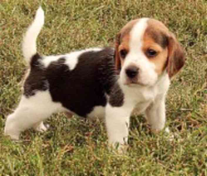 Štěňata čistokrevného bígla k dispozici