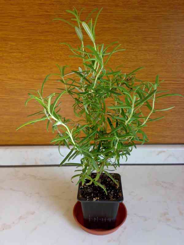 Rozmarýn lékařský - Rosmarinus officinalis - 2-letá rostlina - foto 4