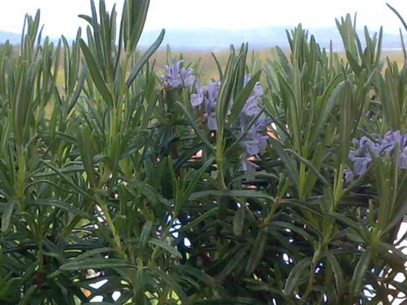 Rozmarýn lékařský - Rosmarinus officinalis - 2-letá rostlina - foto 3
