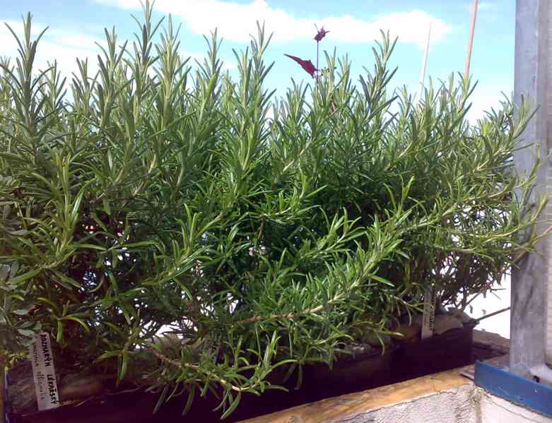 Rozmarýn lékařský - Rosmarinus officinalis - 2-letá rostlina - foto 2