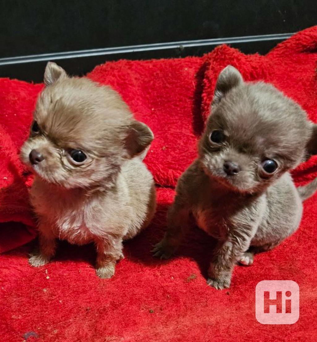 Malé štěňata chihuahua, samce a samice, pro adopci. - foto 1
