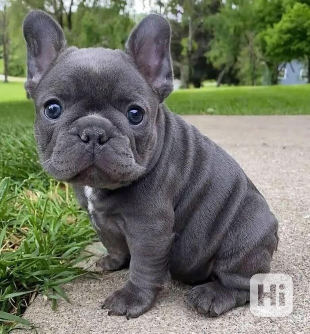 ****Francouzští buldoci ~ Světle plavá fena ~ Registrováno v - foto 1