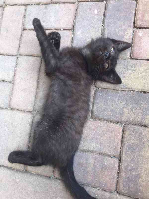 KOŤĚ ZDARMA - foto 3