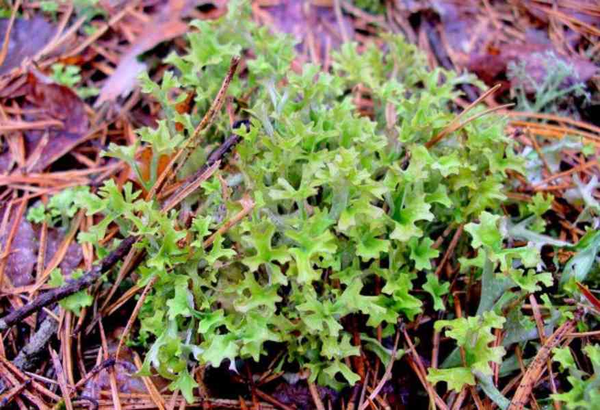 Prodej Islandský Mech (Icelandic Moss) ve velkém od výrobce  - foto 5