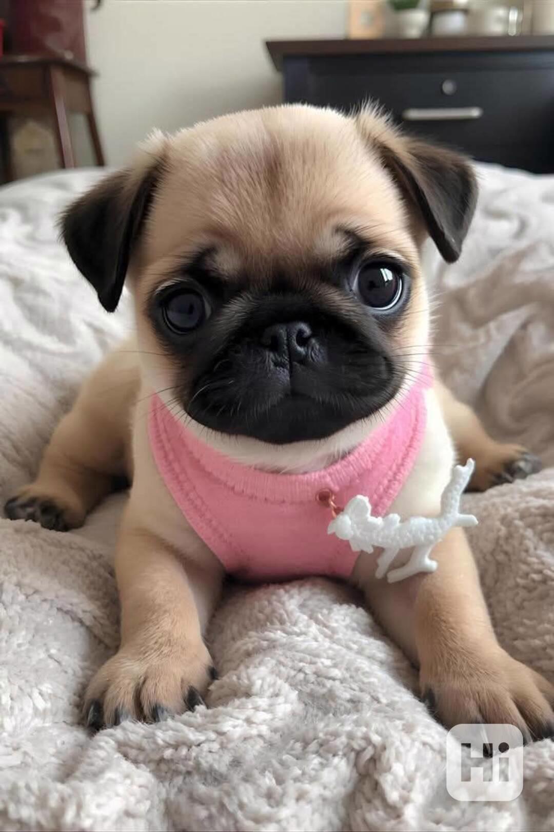 Dárek zdarma  krásná štěňata mopse k adopci   - foto 1