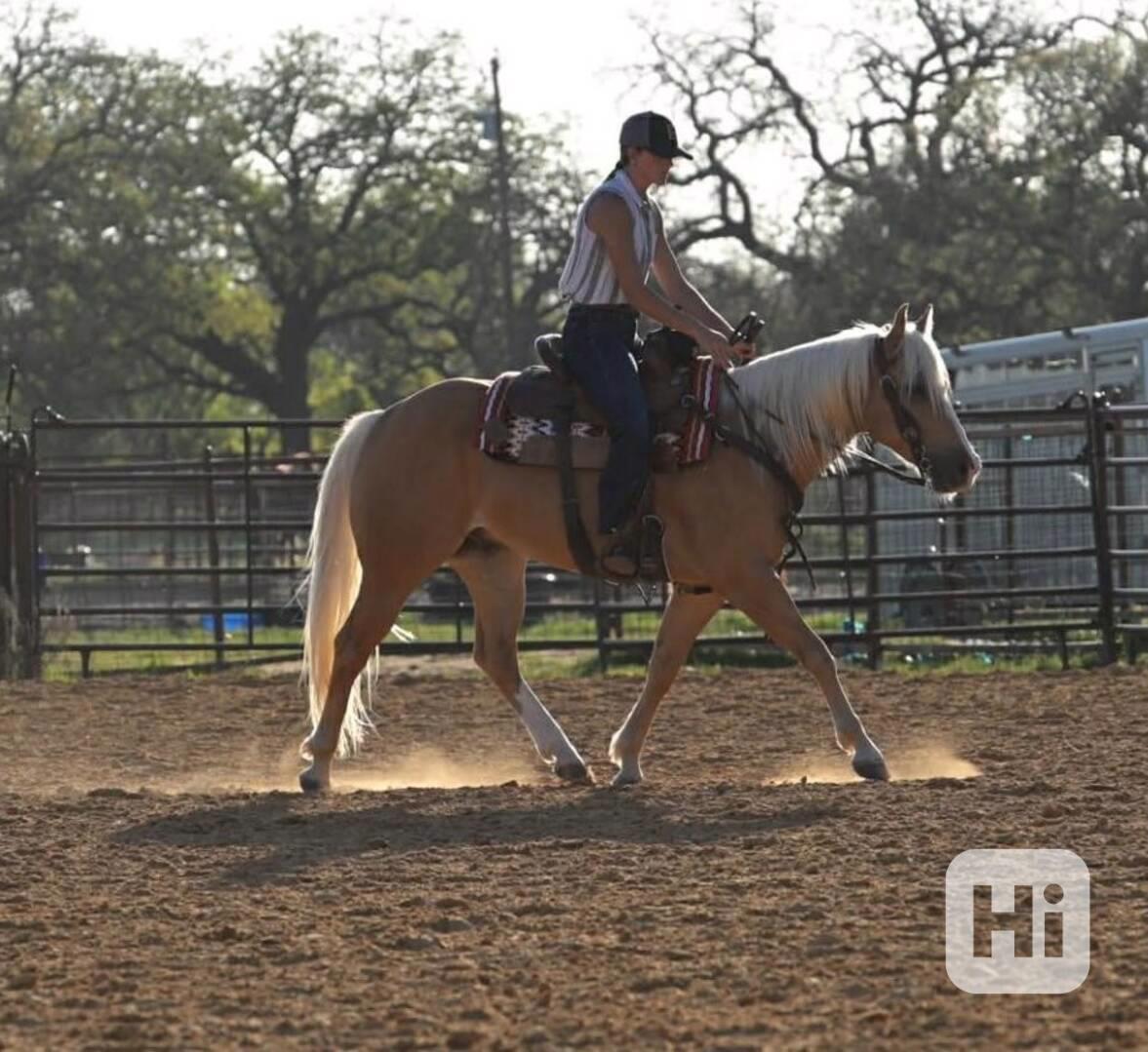 Valach Quarter Horse - foto 1