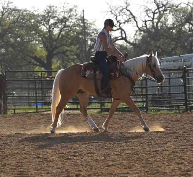 Willow“ Palomino Gelding Quarter Horse