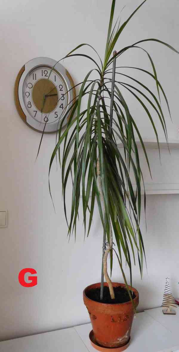 Pokojové rostliny - foto 7