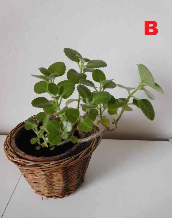 Pokojové rostliny - foto 2