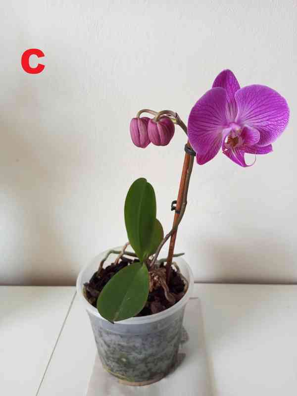 Pokojové rostliny - foto 5