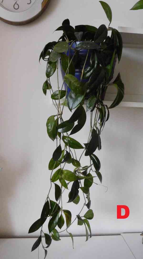 Pokojové rostliny - foto 4