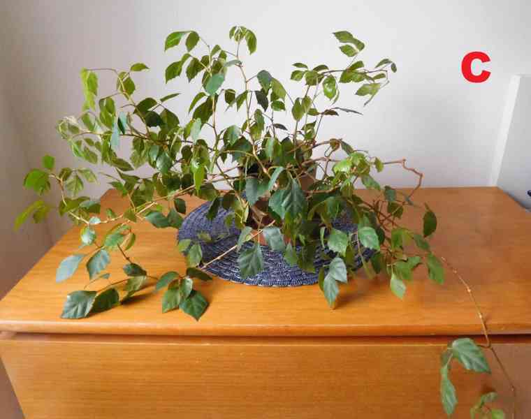 Pokojové rostliny - foto 3