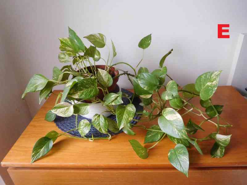 Pokojové rostliny - foto 5