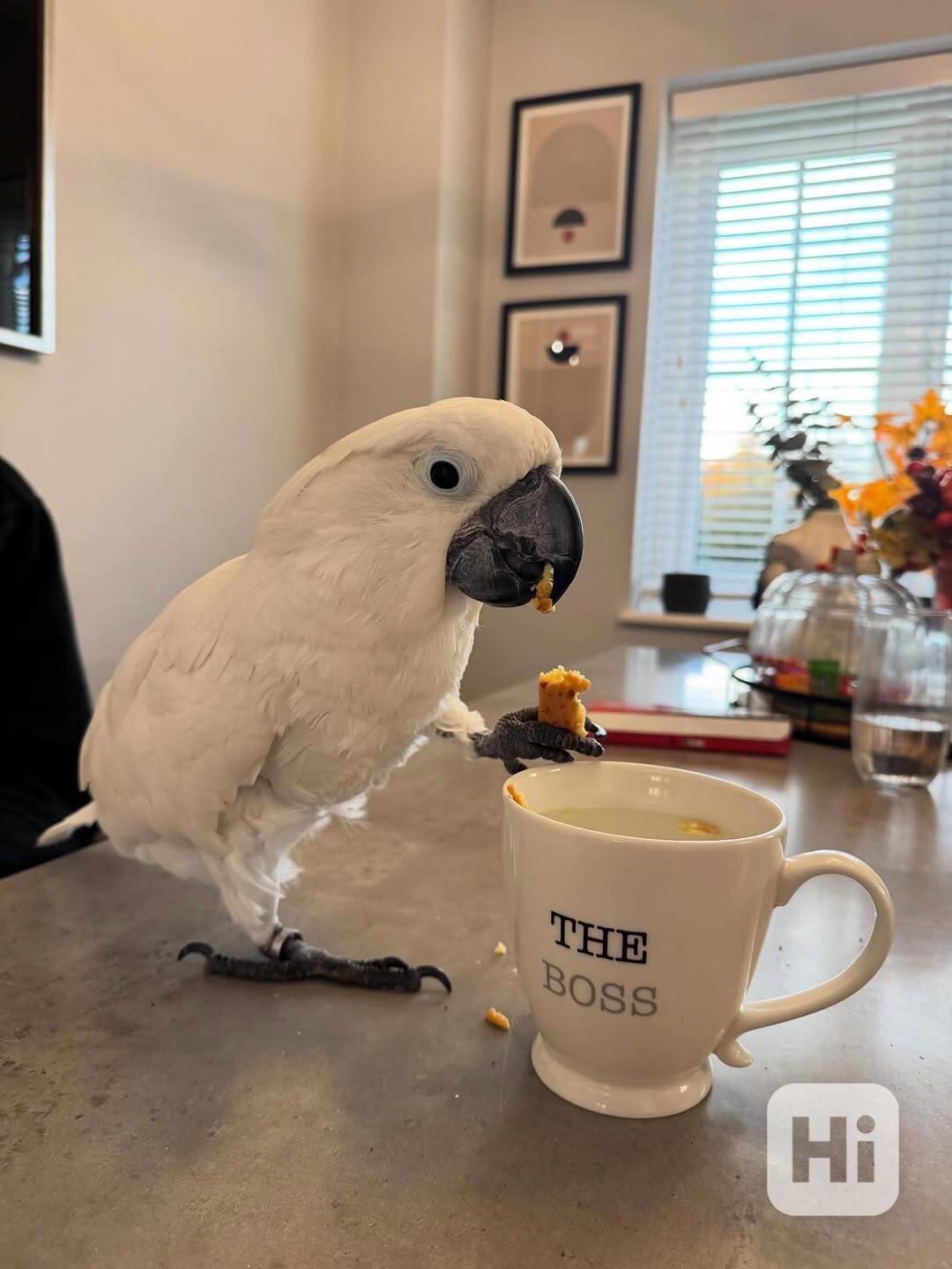 Krásný papoušek kakadu - foto 1