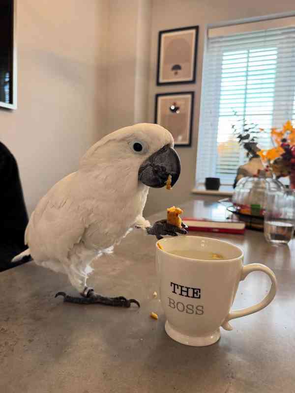 Krásný papoušek kakadu - foto 1