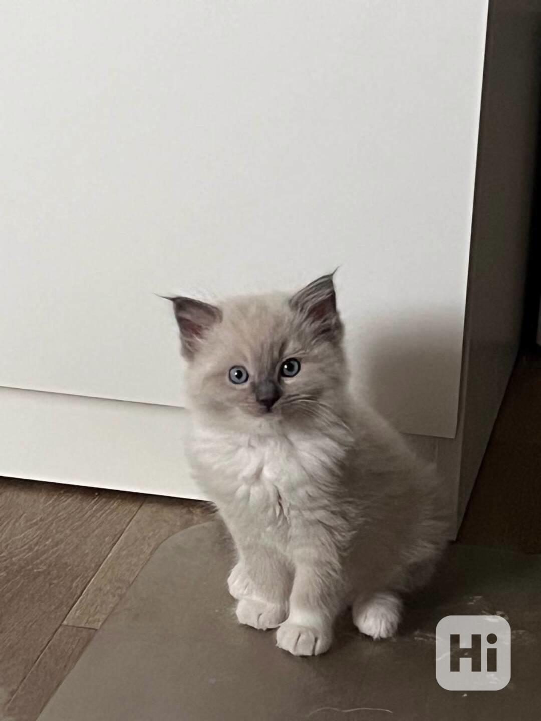 Ragdoll koťátka - foto 1