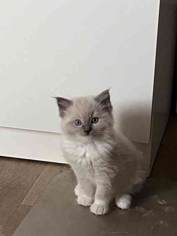 Ragdoll koťátka - foto 1