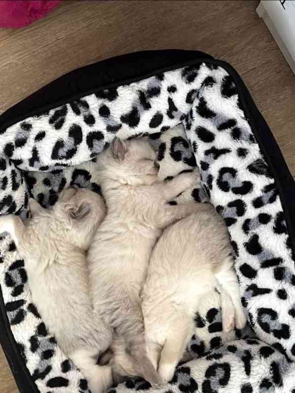 Ragdoll koťátka - foto 2