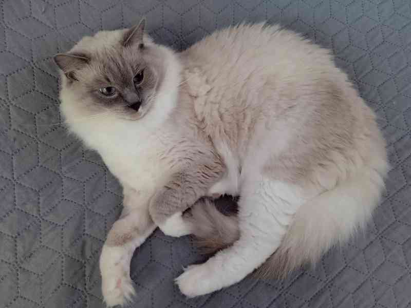 Ragdoll koťátka - foto 7