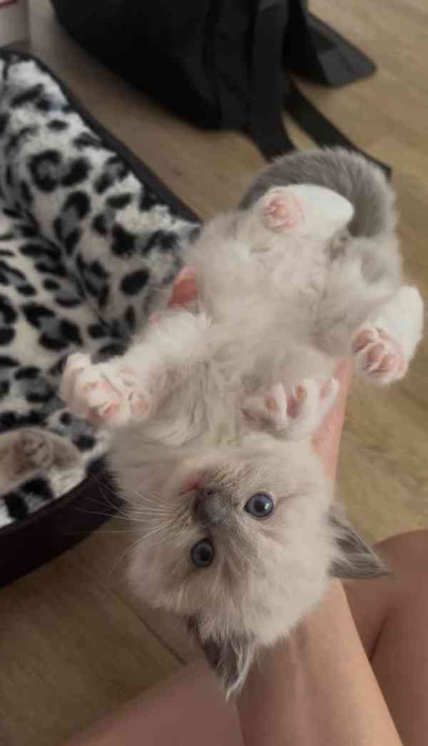 Ragdoll koťátka - foto 3