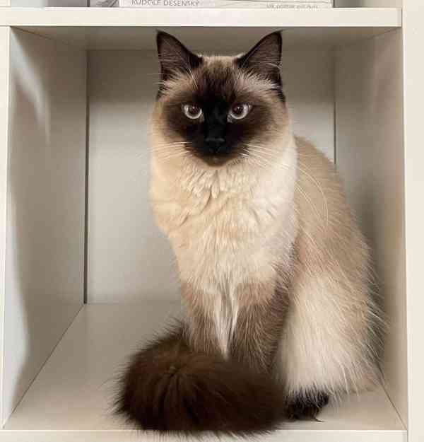 Ragdoll koťátka - foto 6