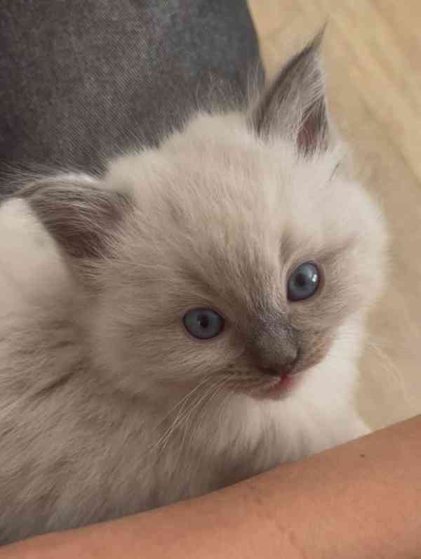 Ragdoll koťátka - foto 5
